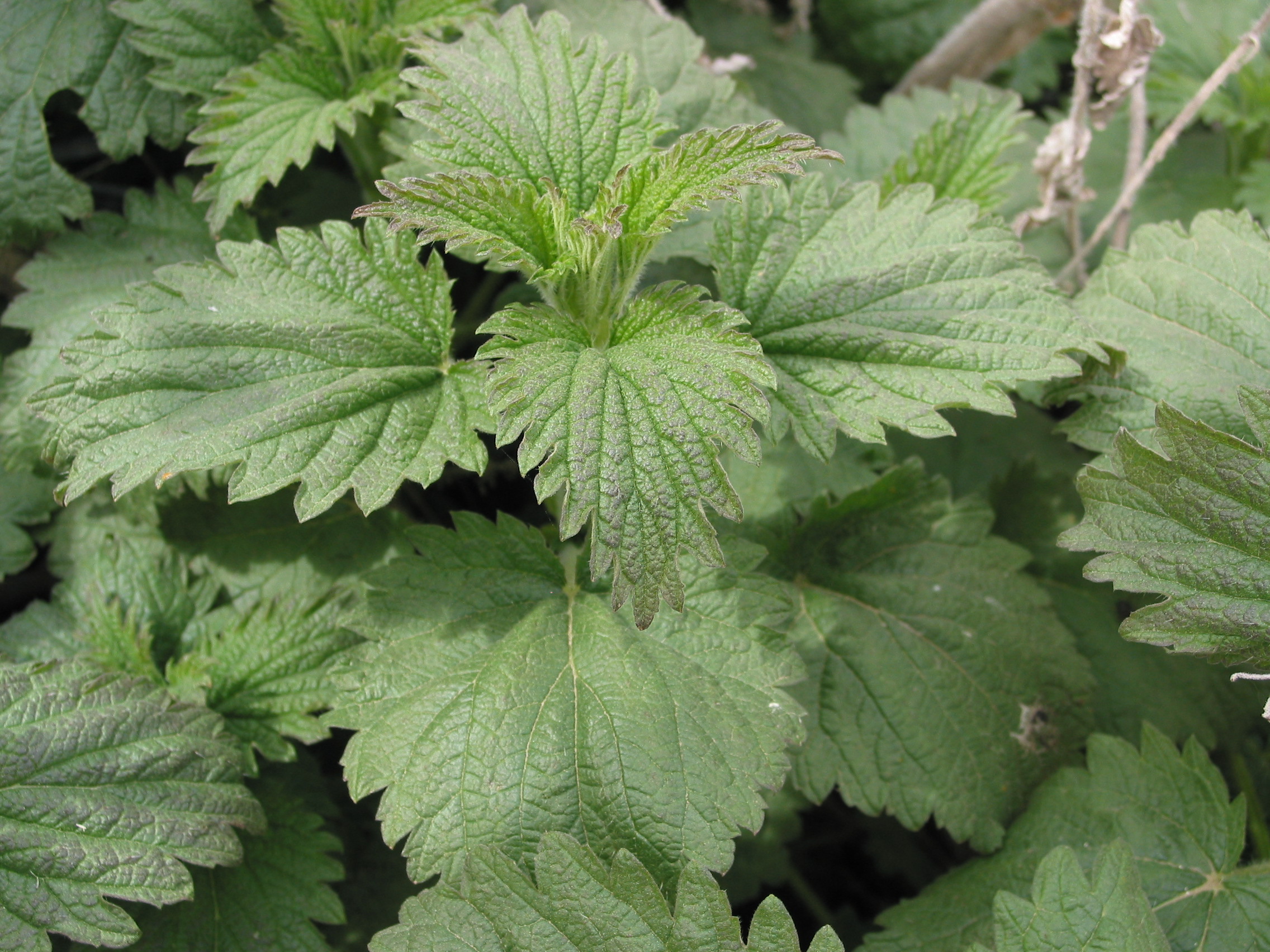 Large nettle